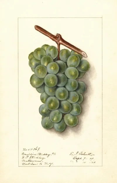 Vitis Geraldine Studley