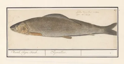 Vlagzalm Thymallus Thymallus Hesch Thijm Visch Thijmallus