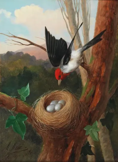 Vogel Bei Seinem Nest