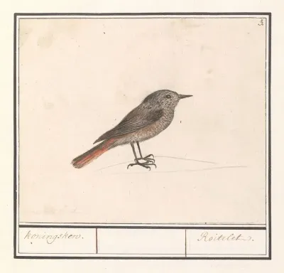 Vogeltje Mogelijk Een Winterkoninkje Troglodytes Troglodytes