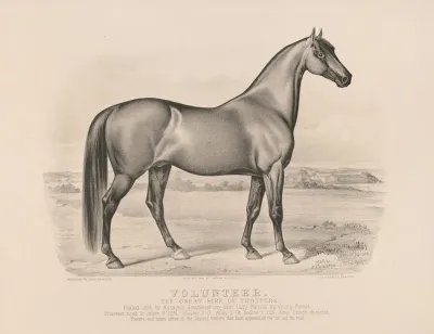 Volunteer The Great Sire Of Trotters