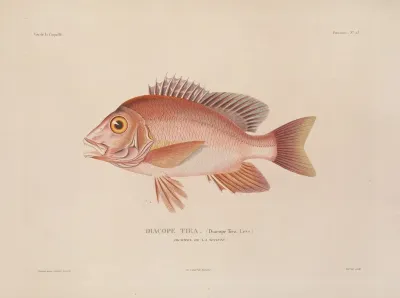 Voyage Autour Du Monde Pl 030
