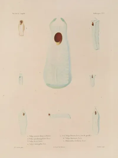 Voyage Autour Du Monde Pl 051