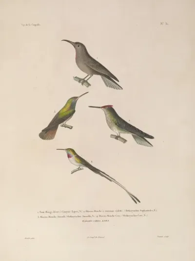 Voyage Autour Du Monde Pl 135