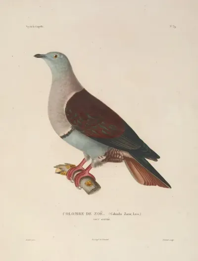 Voyage Autour Du Monde Pl 145