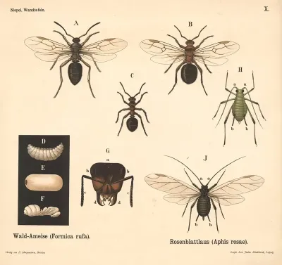 Wald Ameise Formica Rufa Rosenblattlaus Aphis Rosae