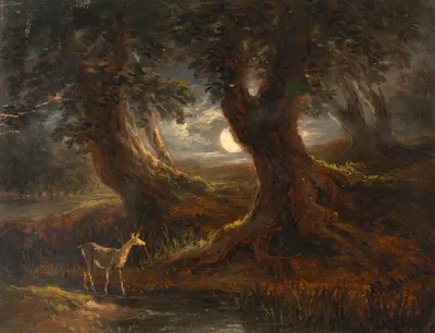 Waldpartie Bei Mondlicht