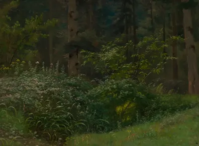 Waldwiese Mit Stauden Und Strauchern
