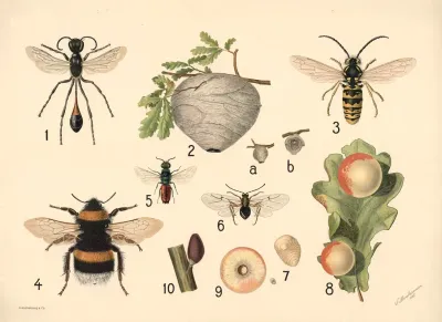 Wasps