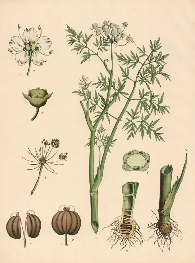 Wasserschierling