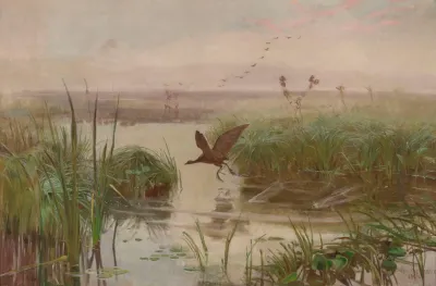Water Hen