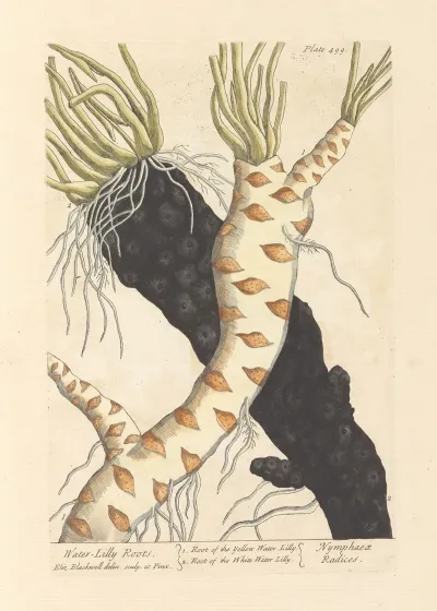 Water Lilly Roots
