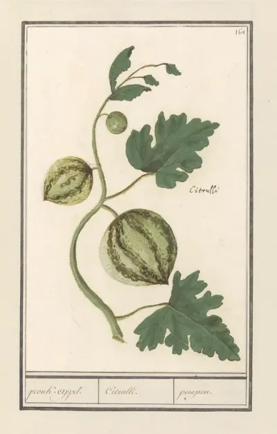 Watermeloen Citrullus Vulgaris Pronk Appel Citrulli Pompon