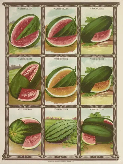 Watermelon 2