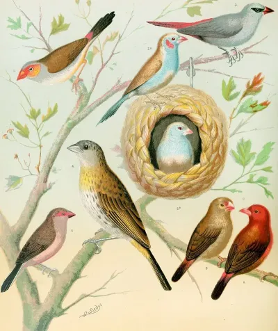 Waxbillssaffron Finchafrican Fire Flnch