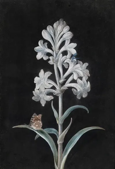 Weise Hyacinthe