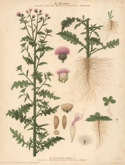 Welted Thistle Curled Thistle