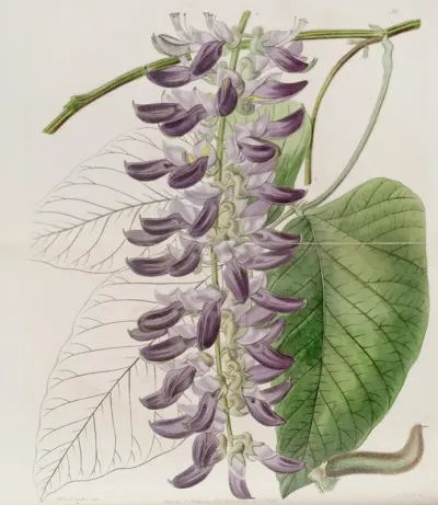 West Indian Cow Itch Plant