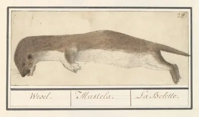 Wezel Mustela Nivalis Wesel Mustela La Belette