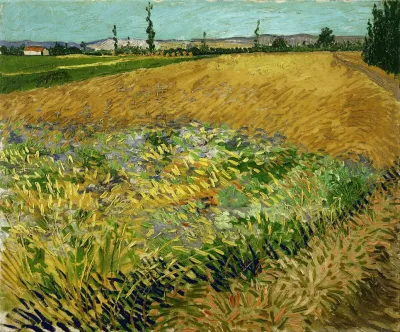 Wheatfield 2