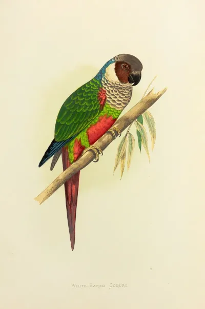 White Eared Conure