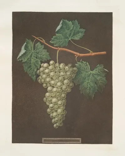 White Grapes