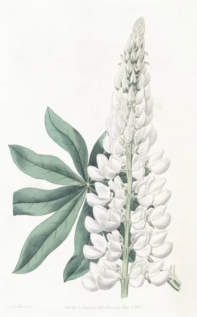 White Large Leaved Perennial Lupine