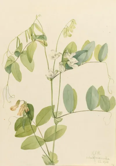 White Pea Lathyrus Ochroleucus 2