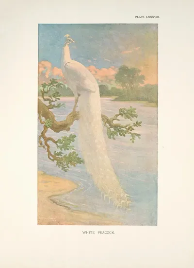 White Peacock 2