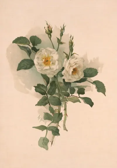 White Roses On Satin