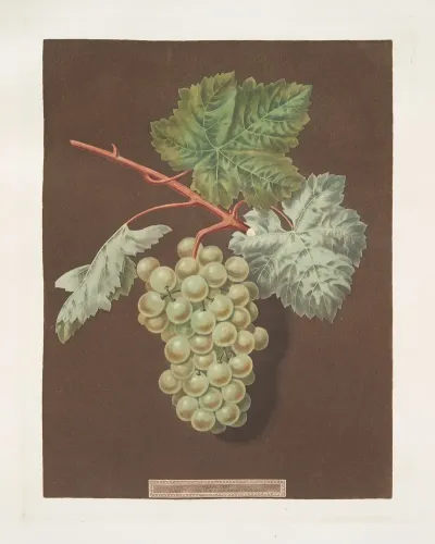 White Sweet Water Grape