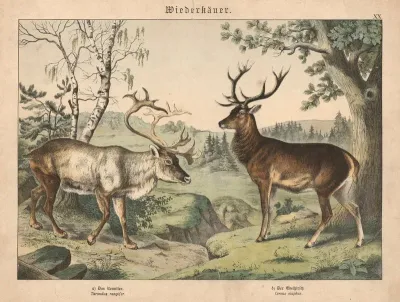 Wiederkauer A Das Renntier B Der Edelhirsch
