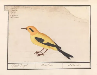 Wielewaal Oriolus Oriolus