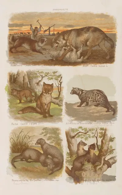 Wielki Atlas Do Zoologii Botaniki I Mineralogii Pl 007