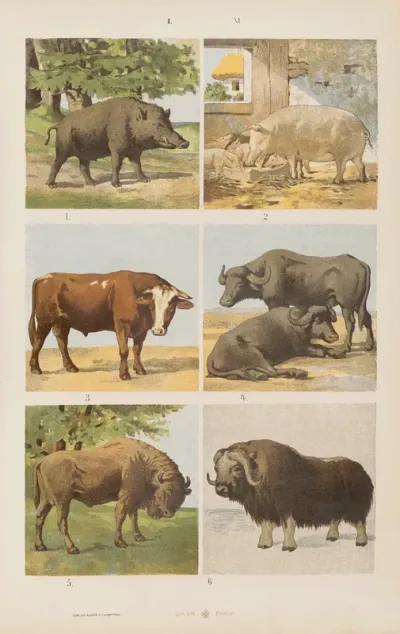 Wielki Atlas Do Zoologii Botaniki I Mineralogii Pl 011