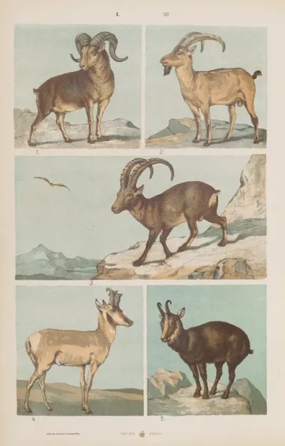 Wielki Atlas Do Zoologii Botaniki I Mineralogii Pl 012
