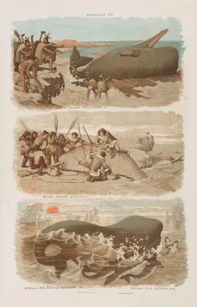 Wielki Atlas Do Zoologii Botaniki I Mineralogii Pl 019