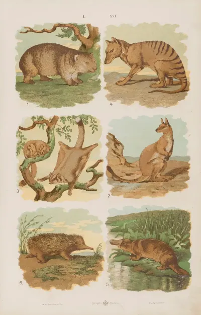 Wielki Atlas Do Zoologii Botaniki I Mineralogii Pl 021