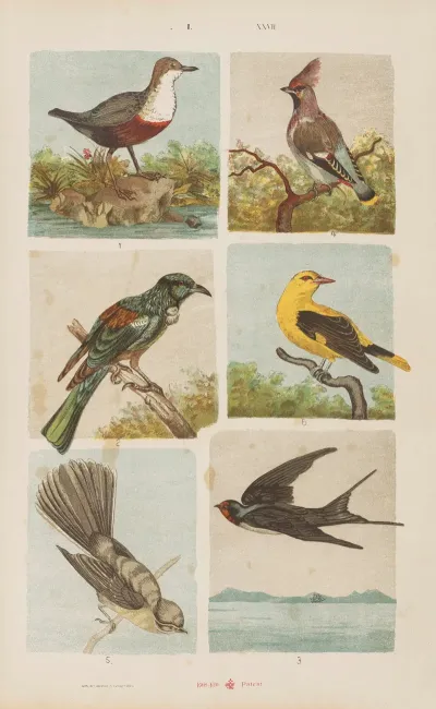 Wielki Atlas Do Zoologii Botaniki I Mineralogii Pl 027