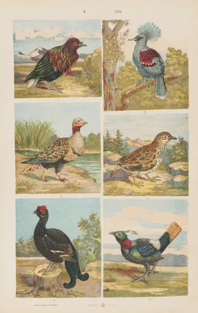 Wielki Atlas Do Zoologii Botaniki I Mineralogii Pl 031