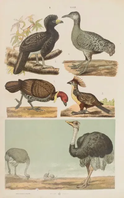 Wielki Atlas Do Zoologii Botaniki I Mineralogii Pl 032