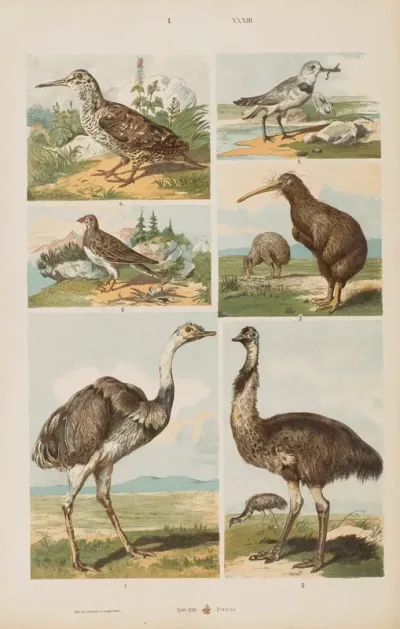 Wielki Atlas Do Zoologii Botaniki I Mineralogii Pl 033