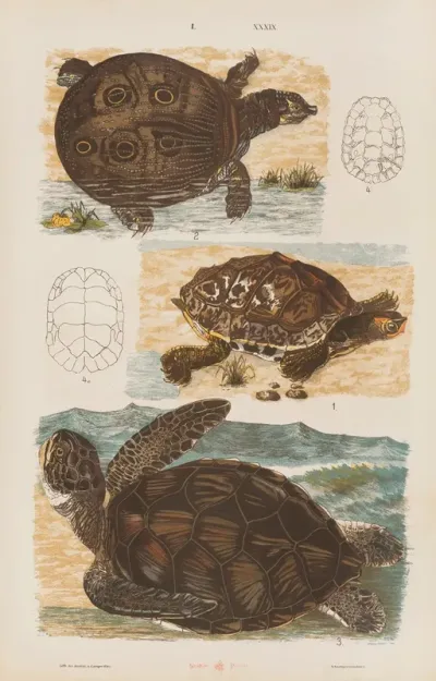 Wielki Atlas Do Zoologii Botaniki I Mineralogii Pl 039