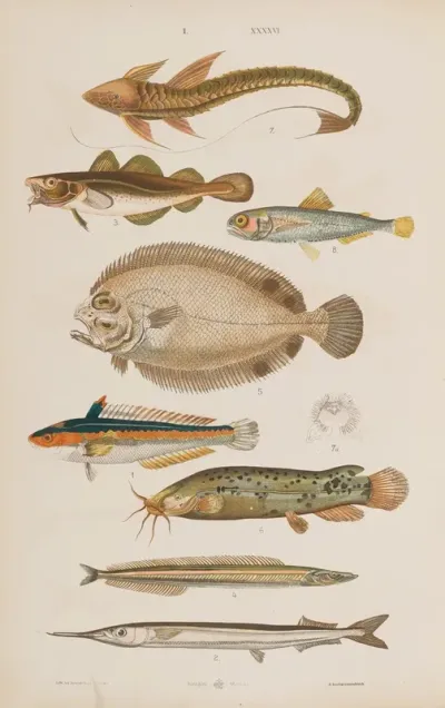 Wielki Atlas Do Zoologii Botaniki I Mineralogii Pl 046