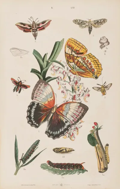 Wielki Atlas Do Zoologii Botaniki I Mineralogii Pl 061