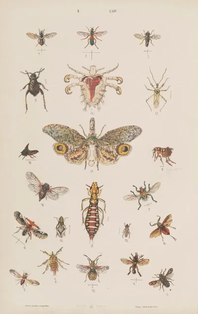 Wielki Atlas Do Zoologii Botaniki I Mineralogii Pl 064