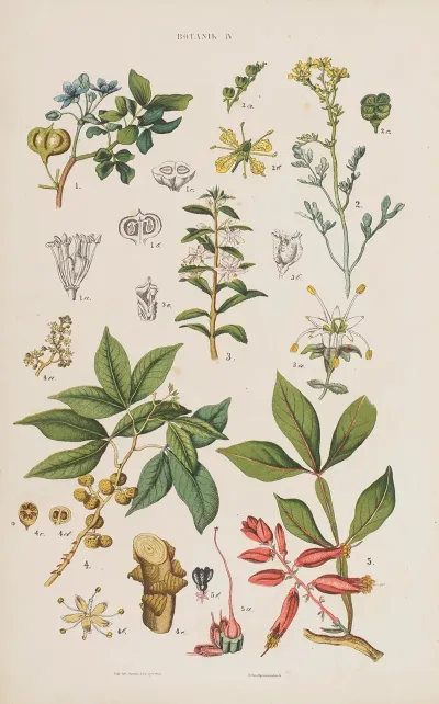 Wielki Atlas Do Zoologii Botaniki I Mineralogii Pl 076