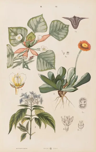Wielki Atlas Do Zoologii Botaniki I Mineralogii Pl 079