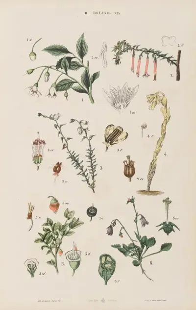 Wielki Atlas Do Zoologii Botaniki I Mineralogii Pl 091