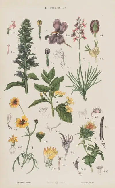 Wielki Atlas Do Zoologii Botaniki I Mineralogii Pl 092